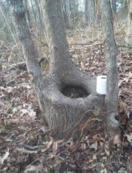 Toilet Tree Meme Template