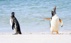 Tattle Penguin Meme Template