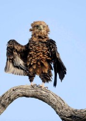 Hawk over there Meme Template