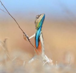 Warrior lizard Meme Template
