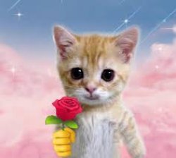 Cat Giving Rose Meme Template