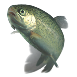 Rainbow Trout Meme Template