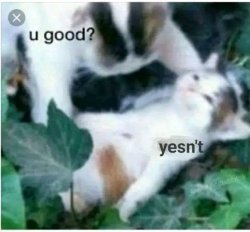 U good? Meme Template