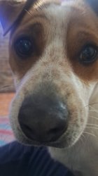 funny dog Meme Template