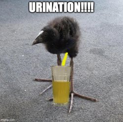 URINATION!!!! Meme Template
