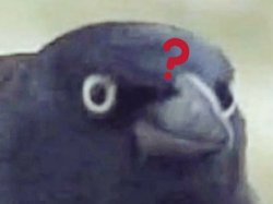 Confused crow Meme Template