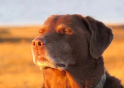 Accepting fate dog Meme Template
