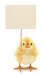 Chick with sign Meme Template