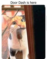 Look what the cat dragged in Meme Template