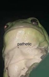 frog Meme Template