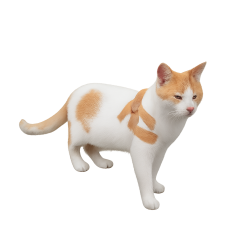 Orange white cat Meme Template