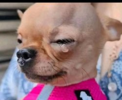 Doggy tears Meme Template