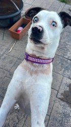 Surprised Dog Meme Template