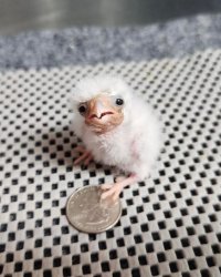 Bewildered cotton ball Meme Template