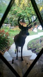 Deer at front door Meme Template