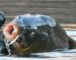 Fish gotten eaten by otter Quebec Meme Template