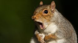 squirrels be squirreling Meme Template