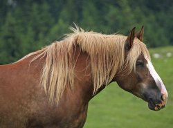 Horse Meme Template