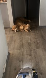 Puppy and vaccuum Meme Template