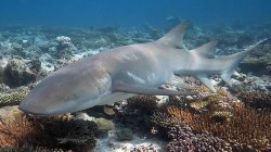 Tawny Nurse Shark Tuesday Meme Template
