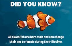Clown fish Meme Template