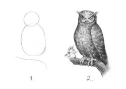 how to draw an owl Meme Template