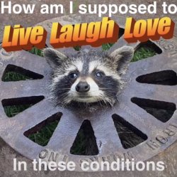 funny animal Meme Template