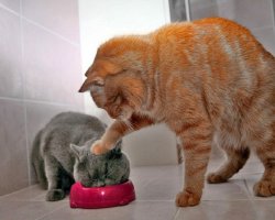 ginger cat pushing grey cat Meme Template