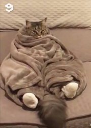 Cat burrito Meme Template