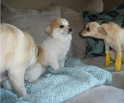 Staring dog Meme Template