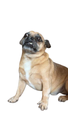 WTDog Meme Template