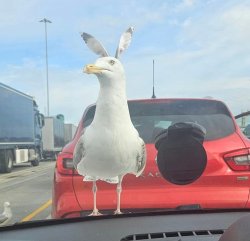 Seagull with rabbit ears Meme Template
