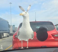 Seagull with Rabbit Ears Meme Template