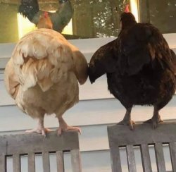 Chickens holding hands Meme Template