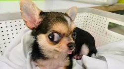 dog Meme Template