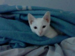 Blanket Cat Meme Template