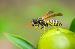 Wasp Meme Template