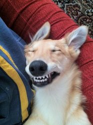 Happy dog Meme Template