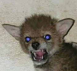 Coyote Ugly Angy Meme Template