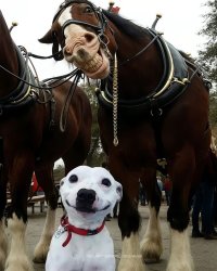 Photo Bombers Inc Meme Template