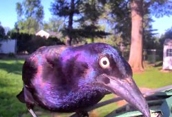 Murder Crow Meme Template