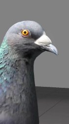 german pigeon Meme Template