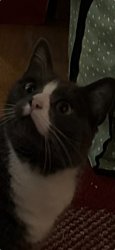 You what?! Meme Template