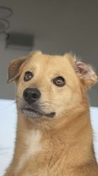 Worried doge Meme Template