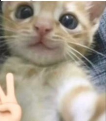 cat peace Meme Template
