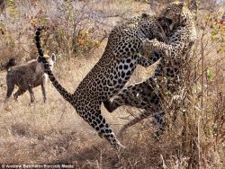 Leopards Eating Each Other Meme Template