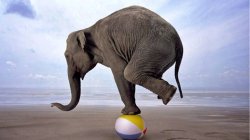 elephant on a ball Meme Template