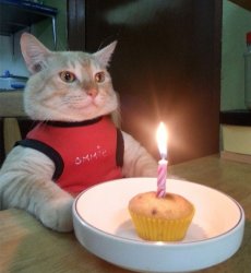 Birthday Cat Meme Template