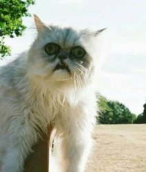 Weird Cat Meme Template