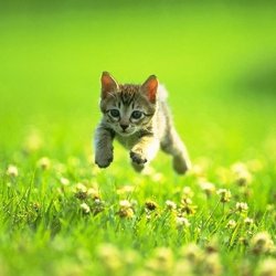 Kitten running through grass Meme Template